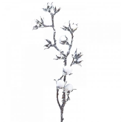 Floristik24 Sztuczna gałązka bawełny Kwiaty bawełniane ze śniegiem 79cm
