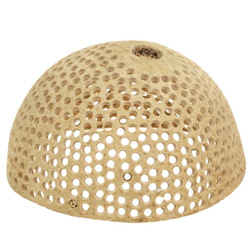 Floristik24 Kubek Dzwonek Suszony Naturalny Dekoracja Żałobna 8,5-11cm 10 szt