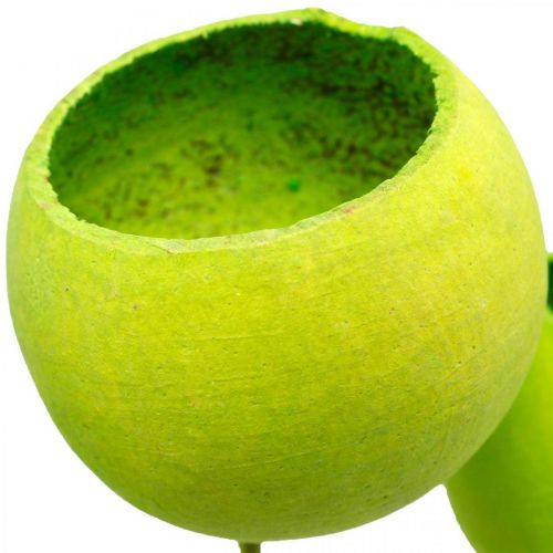 Produkt Kubek Bell na patyku Zielone Suszone Egzotyki 15 szt