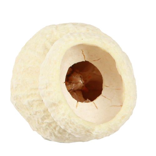 Produkt Bellgum suszony owoc dzwonkowy bielony 2,5-3,5cm 500g