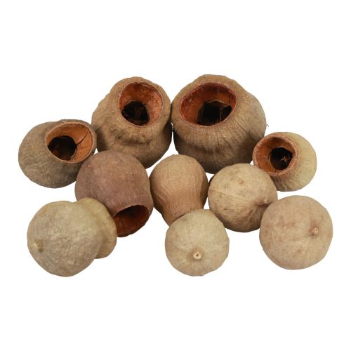 Floristik24 Bellgum Bell Fruit kapsułka owocowa naturalna dekoracja brązowa 500g