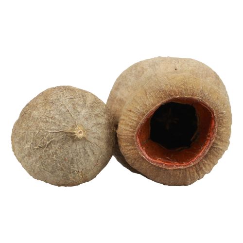 Floristik24 Bellgum Bell Fruit kapsułka owocowa naturalna dekoracja brązowa 500g