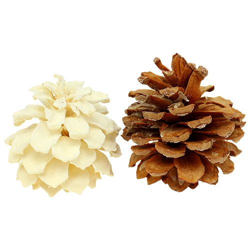Floristik24 Szyszki małe bielone 3,5-5cm 1kg