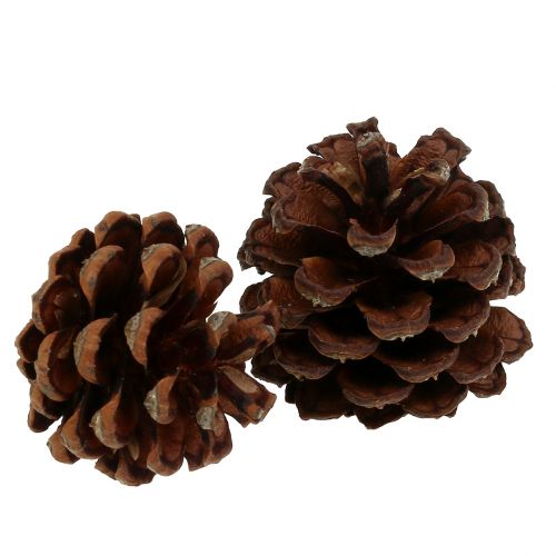 Produkt Szyszki sosny górskiej małe naturalne 1kg