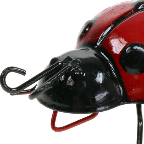 Floristik24 Biedronka 10cm