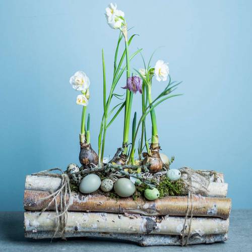 Floristik24 Gałązki brzozowe wiązane Nature 40cm