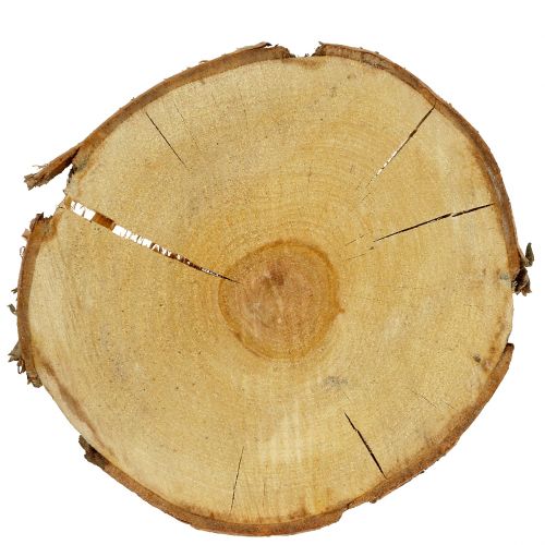 Floristik24 Plaster brzozowy natura Ø30cm - 35cm