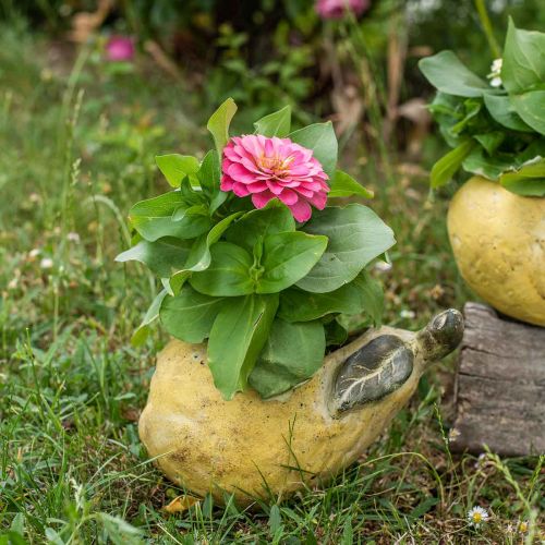 Produkt Gruszka do sadzenia, dekoracja jesienna, naczynie betonowe L19cm H15,5cm