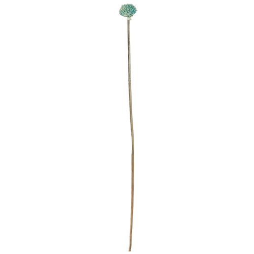 Produkt Czarne Stokrotki Barwione Suszone Kwiaty Niebieskie W38-40cm 20 szt