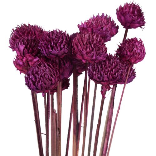 Floristik24 Dekoracja suszonych kwiatów dzikiej stokrotki fiolet W36cm 20 szt