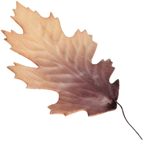 Floristik24 Liść dębu czerwonego jesienne liście deco liście deco 13×19cm 12szt