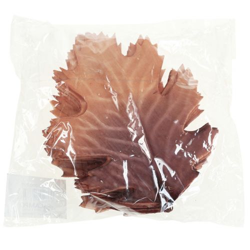 Floristik24 Liść dębu czerwonego jesienne liście deco liście deco 13×19cm 12szt