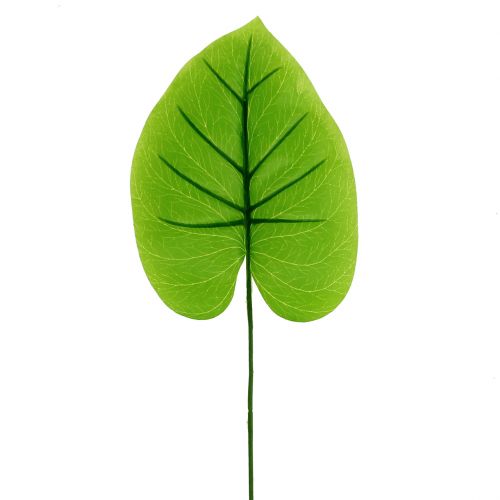 Floristik24 Liść ozdobny Hosta 40cm 5szt.