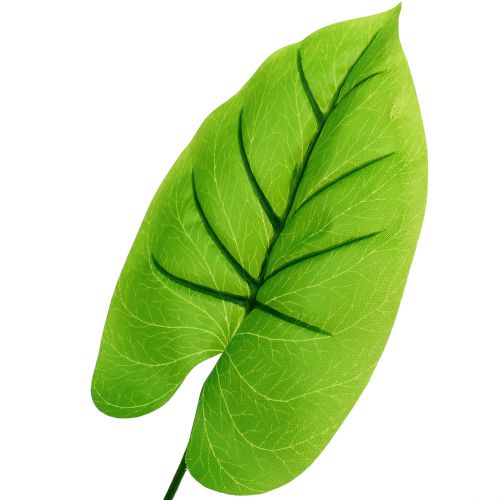 Floristik24 Liść ozdobny Hosta 40cm 5szt.