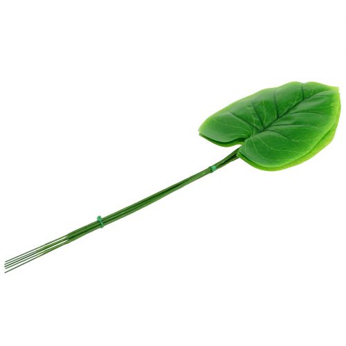 Floristik24 Liść ozdobny Hosta 40cm 5szt.