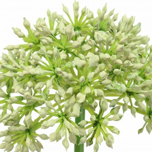 Produkt Sztuczna biel Allium 55 cm