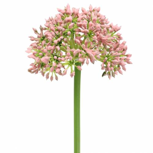 Floristik24 Allium sztuczne różowe 55cm