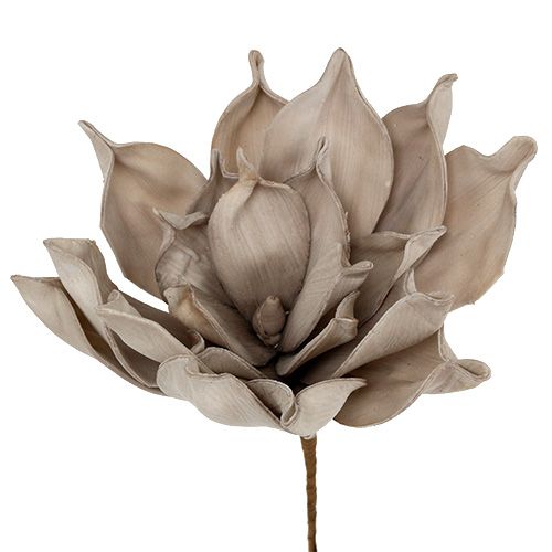 Floristik24 Gałązka kwitnąca Foam Grey 65cm