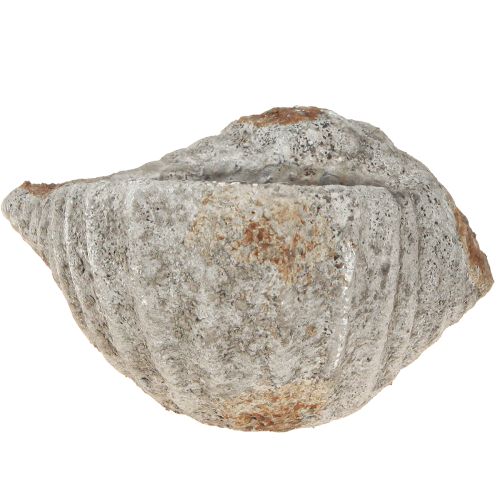 Produkt Doniczka muszla kamień antyczny szary morski 22×18×13cm