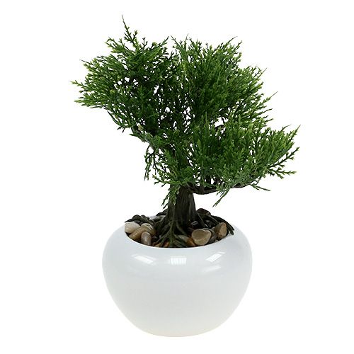 Floristik24 Drzewko Bonsai w doniczce H20cm