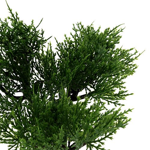 Floristik24 Drzewko Bonsai w doniczce H20cm