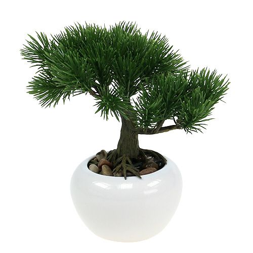 Floristik24 Drzewko Bonsai w doniczce 19cm 1szt.