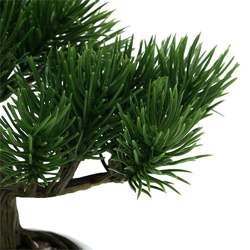Floristik24 Drzewko Bonsai w doniczce 19cm 1szt.