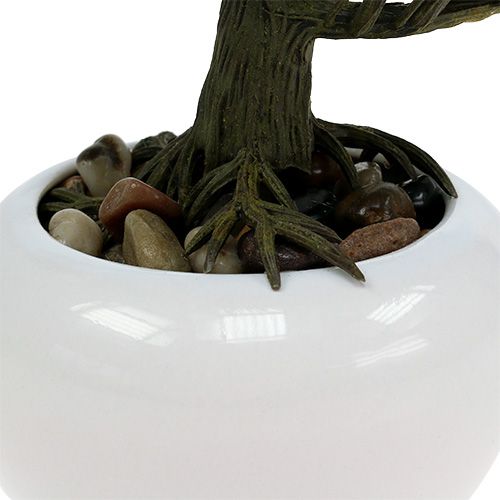 Floristik24 Drzewko Bonsai w doniczce 19cm 1szt.