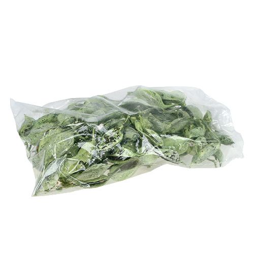 Produkt Brachyciton Green matowy 500g