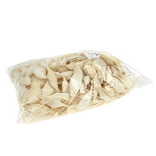 Produkt Brachycyton bielony 500g