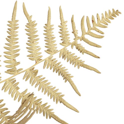 Produkt Suszone kwiaty paproci dekoracyjnej Suszone liście paproci 70cm 10 szt