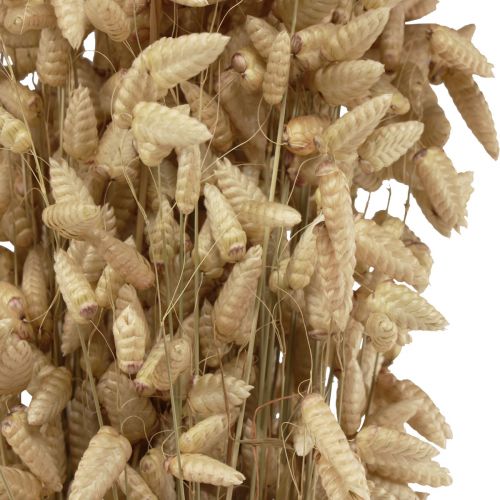 Floristik24 Suszona trawa ozdobna kwiatowa naturalna Briza trawa ozdobna 60cm 100g