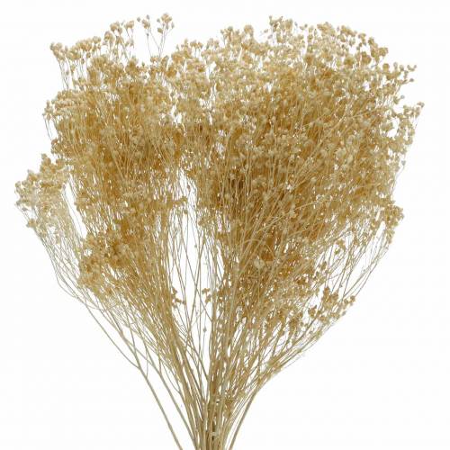 Floristik24 Suszone Kwiaty Broom Bloom Bielone 140g