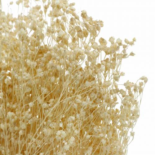 Floristik24 Suszone Kwiaty Broom Bloom Bielone 140g