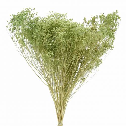Suszone Kwiaty Broom Bloom Jasnozielone 150g