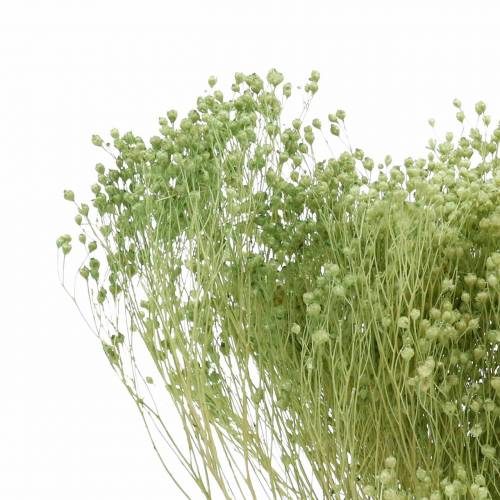 Floristik24 Suszone Kwiaty Broom Bloom Jasnozielone 150g