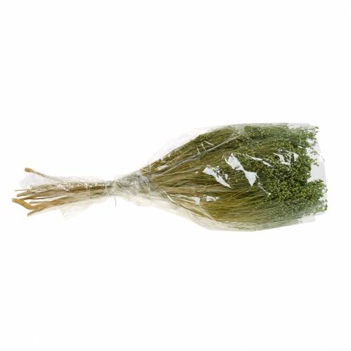 Floristik24 Suszone Kwiaty Broom Bloom Jasnozielone 150g