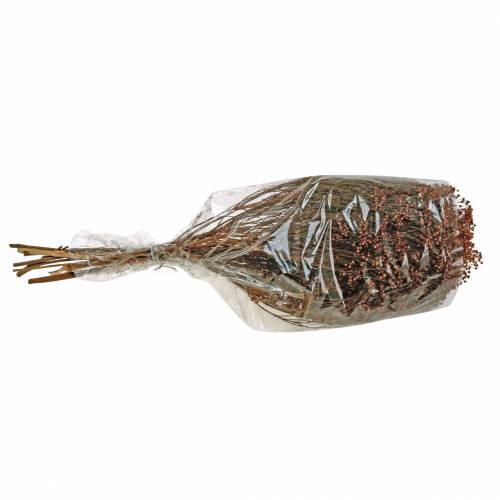 Floristik24 Suszone Kwiaty Miotła Kwiat Brązowy 170g