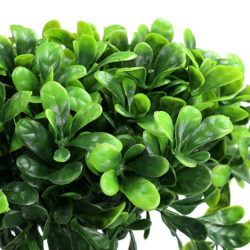 Floristik24 Gałązka bukszpanowa zielona L20cm 12szt.