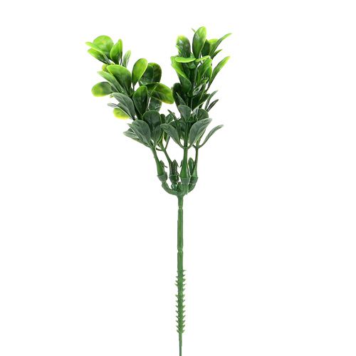 Floristik24 Gałązka bukszpanowa zielona L20cm 12szt.