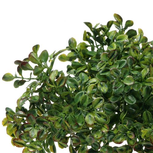 Floristik24 Gałązka bukszpanowa zielona 27cm