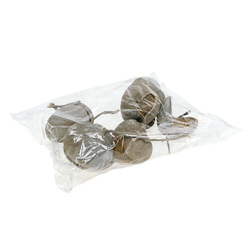 Produkt Orzechy Buddy 8-10cm białe myte 10 szt