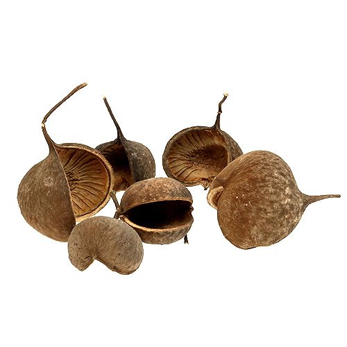 Floristik24 Orzech Buddy Naturalny 15 szt