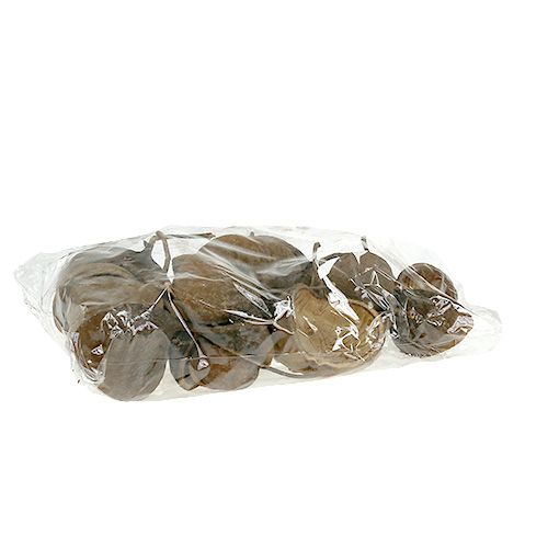 Floristik24 Orzech Buddy Naturalny 15 szt
