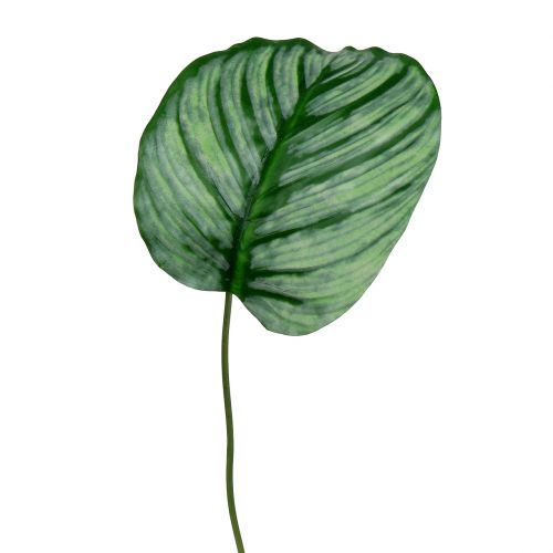 Floristik24 Liść dekoracyjny, liść Calathea 6szt.