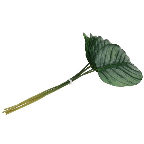 Floristik24 Liść dekoracyjny, liść Calathea 6szt.