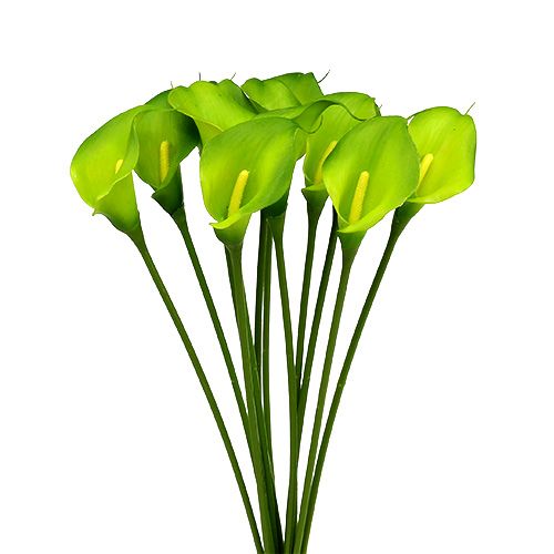 Floristik24 Calla sztuczna zieleń 8cm D57cm 12szt