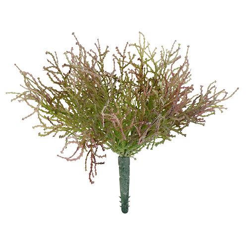 Floristik24 Calocephalus różowy/zielony 21,5 cm