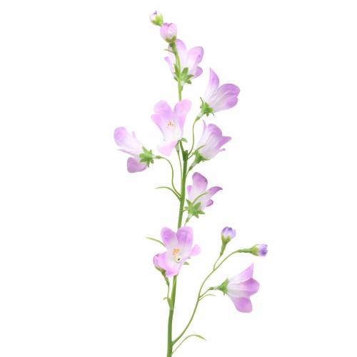 Floristik24 Sztuczny dzwonek Campanula Violet White 66cm