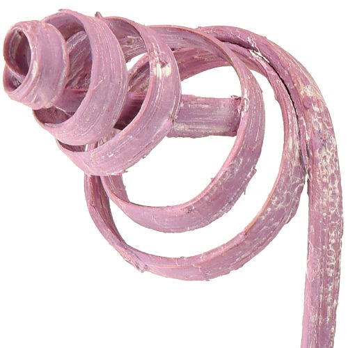Produkt Trzcina stożkowa, trzcina, asortyment, jagodowa, 30 cm, 75 szt.